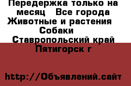 Передержка только на месяц - Все города Животные и растения » Собаки   . Ставропольский край,Пятигорск г.